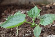 Что делать, если на рассаду напала «чёрная ножка»: как спасать сеянцы