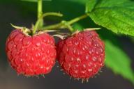 raspberries 