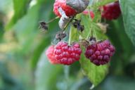 Чем подкормить малину, чтобы добавить ягодам сладости: будут как мёд 