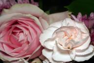 3 пары цветов, которые не посадит рядом друг с другом опытный дачник 