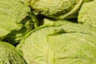 5 правил в уходе за капустой, чтобы вырос крупным и тугим каждый кочан