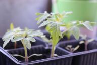 Что не любит рассада томатов: 4 ошибки в уходе, которые допускает каждый второй огородник