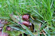 Хитрый способ, чтобы переловить всех слизней в огороде: обманом, зато без капли химии 