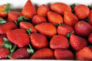 Самая действенная майская подкормка клубники: крупная и сладкая ягода вам обеспечена
