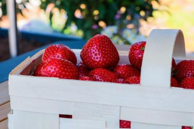 Какая подкормка делает ягоды клубники огромными и сочными: дачная хитрость 