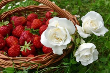 Опрыскайте этим раствором клубнику в мае и ягод станете собирать в 2 раза больше