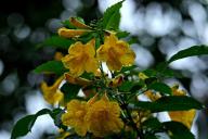 2 растения, которые добавят здоровья вашему саду: убивают болезни и отпугивают всех вредителей