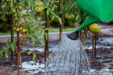 Почему мало завязи на томатах: досадная ошибка огородника