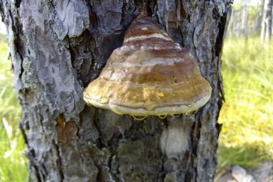 Что делать, обнаружив гриб трутовик на плодовом дереве: правило, которое должны знать огородники