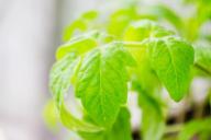 Как остановить вытягивание рассады томатов, если уже поздно использовать другие средства: кардинальный способ 