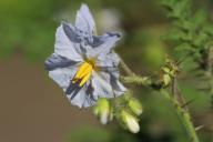 Что надо сделать с рассадой помидоров весной, чтобы летом завидовали все соседи