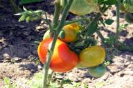 Какие овощи можно смело сажать в тени: там они будут плодоносить как бешеные