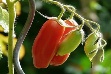 Как получить чистый урожай томатов без намёка на гниль: 5 дельных советов дачникам 