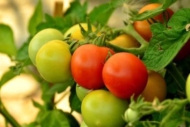 Досадные ошибки при выращивании рассады помидоров: можно забыть о хорошем урожае