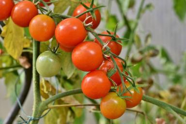 Как обработать томаты от фитофторы средством из аптечки, получив лучший урожай: простой совет