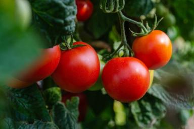 Чтобы кусты помидоров росли здоровыми, в каждую лунку добавьте по одной ложке порошка