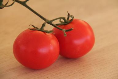 Что не любят томаты: 6 ошибок, которые допускают огородники при выращивании помидоров  