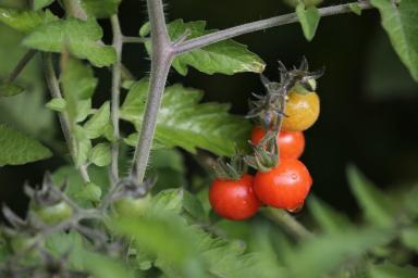 Когда рассаду томатов полить в первый раз после пикировки: ошибка, которую допускают многие