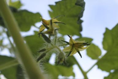 Ошибка при пикировке томатов, которая лишает будущего урожая: дачники совершают её годами