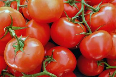 3 приёма – и рассада томатов вырастет толстенькой у всех без исключения: дачные хитрости