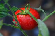 Ускоряем рост рассады помидоров: 2 недели – и толщина стеблей с палец