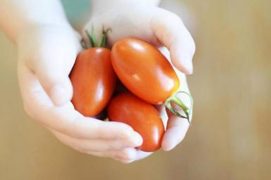 Способ удобрения, который может лишить вас урожая помидоров: не повторяйте этих ошибок
