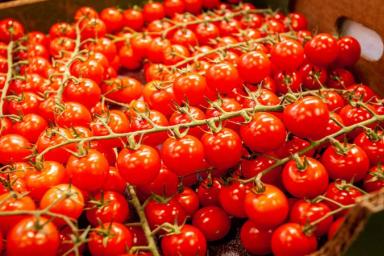 Лучшие соседи по грядке, улучшающие показатели урожайности томатов: совет дачникам 