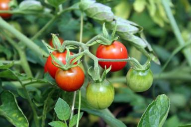 Подкормка, после которой помидоры быстро наливаются и растут слаще сахара: об этом не расскажет сосед