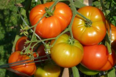 Чем полить и опрыскать рассаду томатов, чтобы каждый помидор вырос с кулак  
