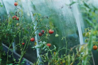 Зачем удаляют на помидорах махровые цветки опытные огородники