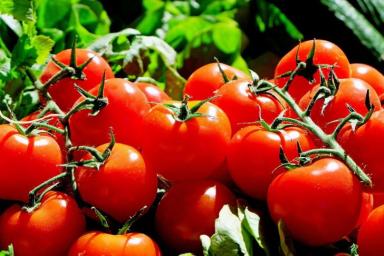 Одна простая уловка — и томаты будут радовать красными плодами даже осенью