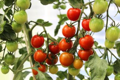 Срочные меры, если у рассады томатов желтеют листья: что делают опытные дачники