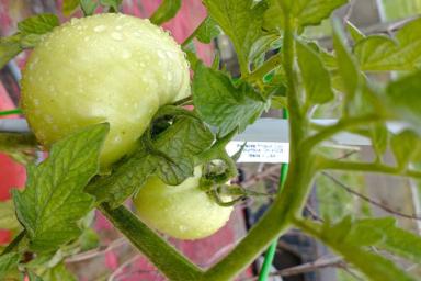 Способ посадки томатов без пикировки: будут быстрые всходы и богатый урожай