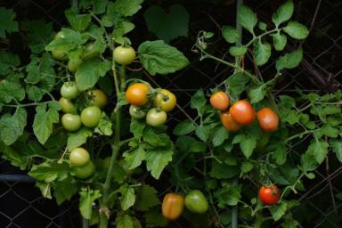 Собирать помидоры можно будет на месяц раньше, если таким раствором «угостить» грядки