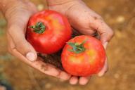 Мясистые, сахаристые с отличным вкусом и массой достоинств: 2 сорта томатов, от которых невозможно отказаться