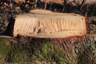 Самый лёгкий способ избавиться от ненужного пня на участке: просто и без усилий 