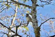 3 отличных рецепта весенней побелки деревьев: один лучше другого