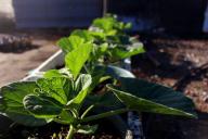 2 подкормки – и рассада толще пальца, и питанием обеспечена надолго