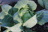 Три способа выращивания крепкой капустной рассады: урожай удивит соседей по даче