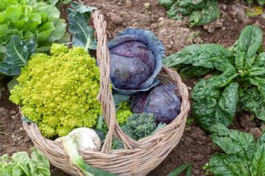 Какие овощи дадут намного больше урожая, если посадить их рядом: дачникам ценный совет 