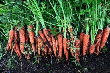 Необычный способ посадки моркови: прореживать не нужно и богатый урожай