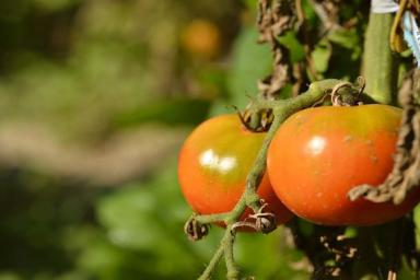 Секретные подкормки, которые помогают повысить урожайность помидоров в 10 раз