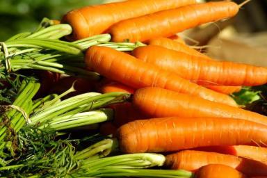 5 признаков плохой грядки для моркови: полезно узнать, чтобы не пришлось собирать мелкую и кривую морковку