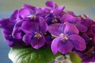 violets