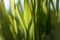 Как избавиться от пырея в огороде на долгие времена: 2 способа, которые не подведут