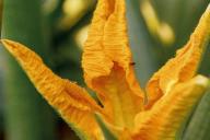 3 хитрых приёма – и удастся собрать в 2 раза больше кабачков с одного куста