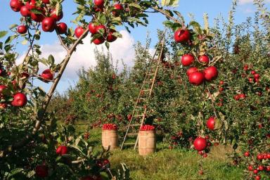Яблочный сад