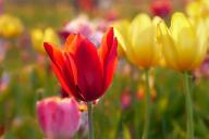 Тюльпаны 