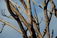 Сухое дерево