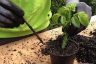 Пересадка черенка 